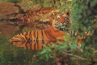 Baghvan - Pench National Park, India - Wilderness Safari Lodge 
