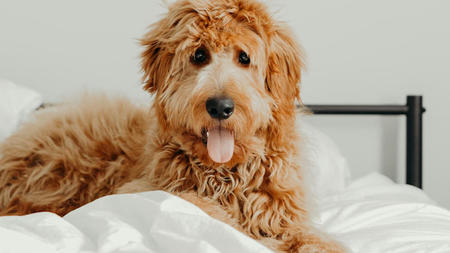9 Ideas for Dog-Friendly Luxury Homes