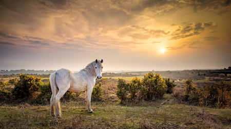 New Forest: Things To Do This Autumn