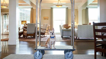 Weekapaug Inn Pampers Four-Legged Guests with the Pooch Passionate Package 