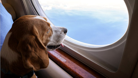 K9 JETS Announces New Service to London