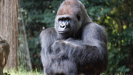 Silverback Gorilla Tours Offer Once in a Lifetime Opportunity