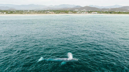 Top Whale Watching Destinations for Every Season