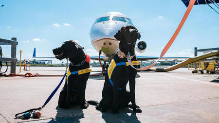 What Jetsetting Pet Owners Look for in Luxury Travel Options