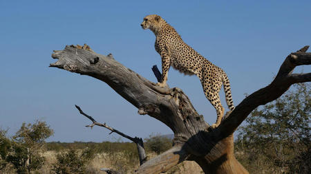 Discover the Ultimate Luxury Safari Experience