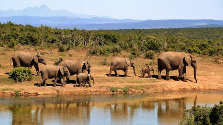 A Guide to Family Safari Breaks