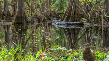 Top Attractions Near Sebring Florida: Must-Visit Spots For Every Traveler