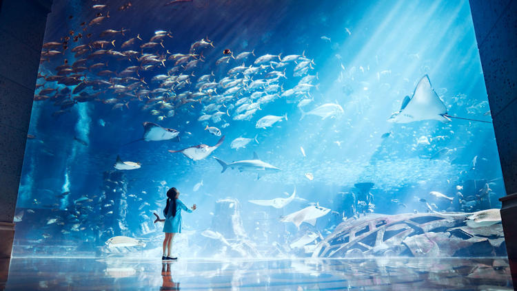 Atlantis The Palm - Dubai, UAE - 5 Star Luxury Resort-slide-11