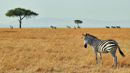 Guide to Luxury Safari Holidays