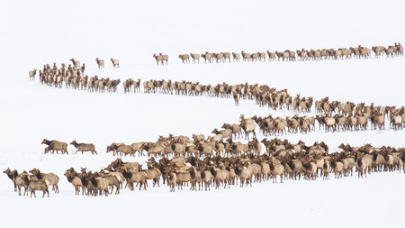 Unique Winter Wildlife Experiences